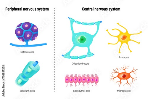 Types Of Neuroglial Cells vector. Peripheral nervous system and Central nervous system. Satellite glial, schwann cell, Astrocyte, Oligodendrocyte, Ependymal cells and Microglia cell.