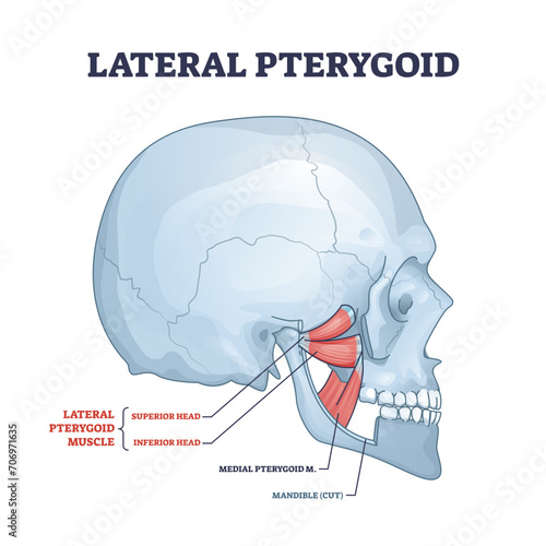 Lateral pterygoid muscle with superior and inferior head outline diagram, transparent background.Labeled educational scheme with medial anatomy and mandible bone illustration.