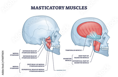 Masticatory muscles and cheek bones muscular system anatomy outline diagram, transparent background. Labeled educational structure with medial pterygoid detailed medical description illustration.