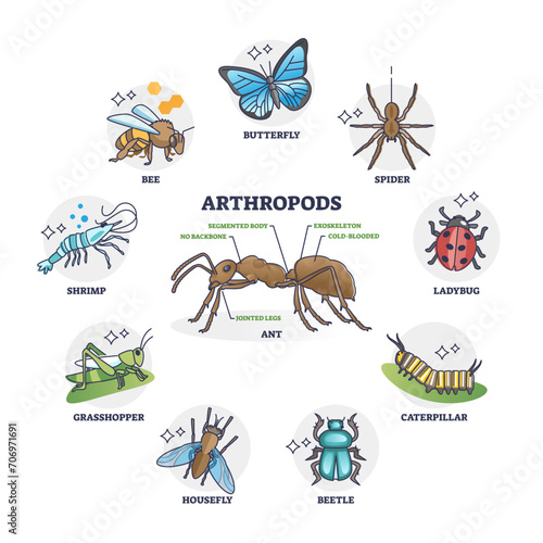 Arthropods animal group collection or segmented ant body anatomy outline diagram, transparent background. Labeled educational wildlife biology example.