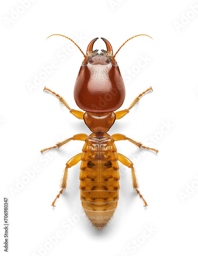 Termite on isolated background, top view