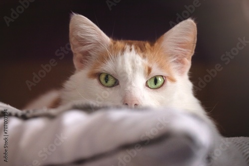 Cute tabby cat lying in bed and loking at camera. Close-up with soft focus. 