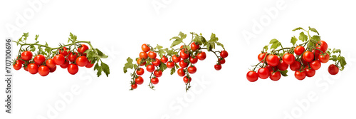 set of of tomato bush on a transparent background 