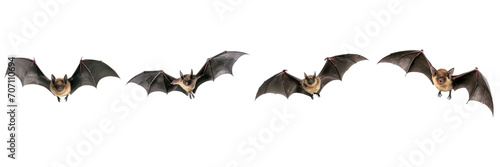 Set of flying bat isolated on a transparent background