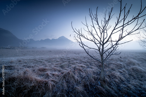 Foggy morning in Belluno, Italy. In the foreground lonely tree and the background we can see Alps mountains above the clouds.