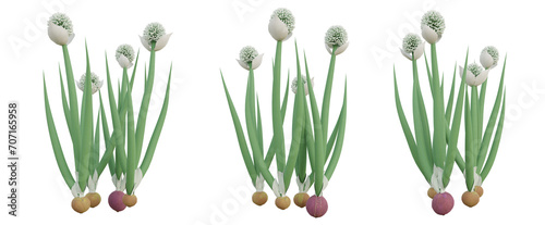 3d illustration of green allium cepa plant on transparent background, onion png.