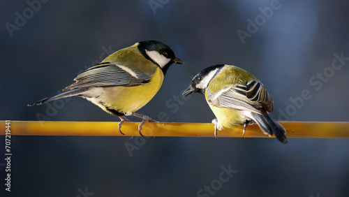 Two cute great tits (Parus major)