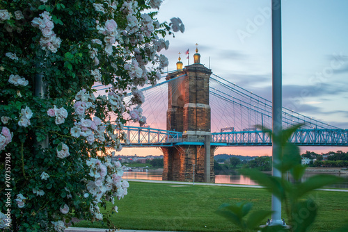 Dawn view of John A. Roebling Suspension Bridge with blooming roses in the foreground.