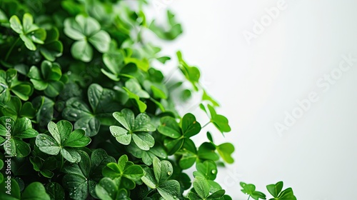 Lucky four leaf clovers on white background close up, for celebrate St. Patrick's day. Ecology natural clear concept