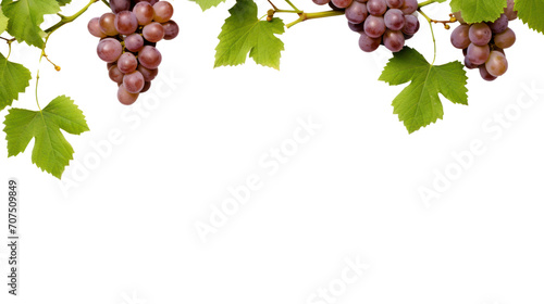 Fresh grapevine border, Isolated on white background, isolated on transparent and white background.PNG image.