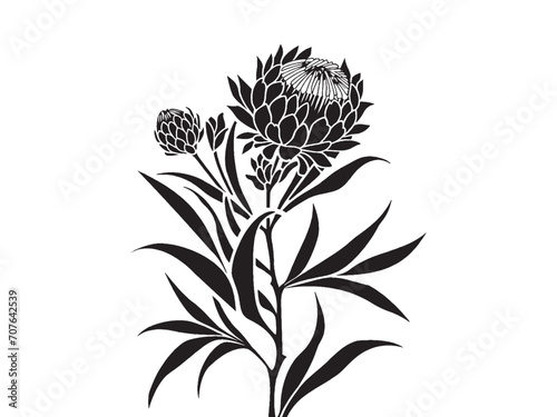Protea flower silhouette isolated on white, Botanical drawing protea in the style of simplistic vector art