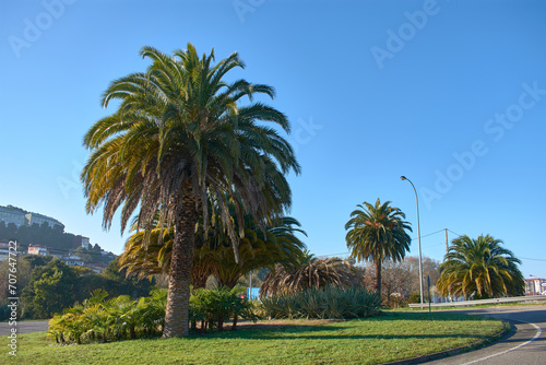 Cerca de Castrelos en Vigo hay una rotonda que tiene una gran cantidad de palmeras