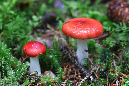 Red swamp brittlegill, Russula aquosa, wild mushroom from Finland