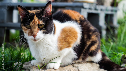 Portrait d'un adorable chat, sur une terrasse