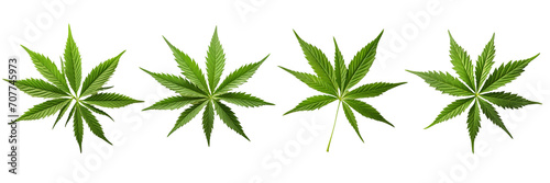 Set of Male hemp or cannabis plant leaves on a transparent background