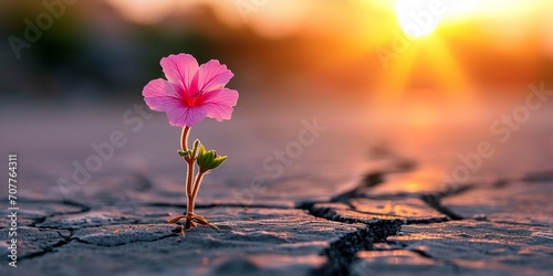 Up close, a pink blossom grows against the backdrop of a crack street dusk. 