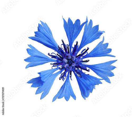Beautiful blue cornflower blooming, cornflower isolated