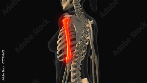 Medical animation of the humerus bone pain
