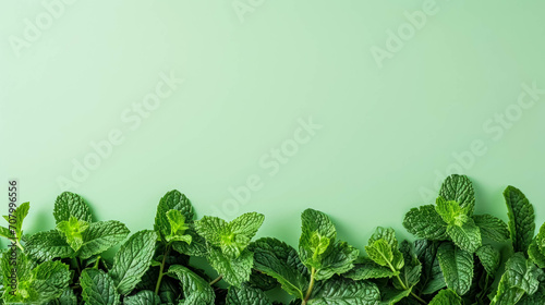 Fresh Mint Leaves on the Bottom Border Against a Light Green Backgroud, Space For Copy Space. Refreshing Ingredient
