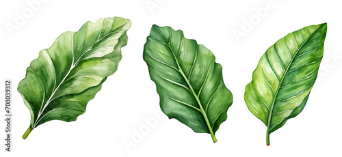 Leaf, watercolor clipart illustration with isolated background.