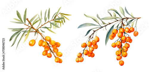 Sea ​​buckthorn branch, watercolor clipart illustration with isolated background.