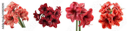 Amaryllis Flower Pile Of Heap Of Piled Up Together Hyperrealistic Highly Detailed Isolated On Transparent Background Png File