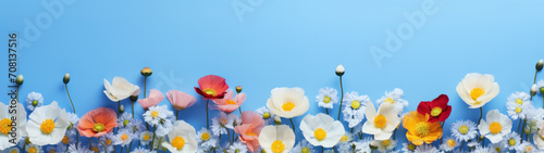Spring flowers on blue background with copy space