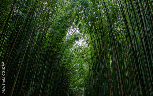 Bambu, imagem de fundo natural 