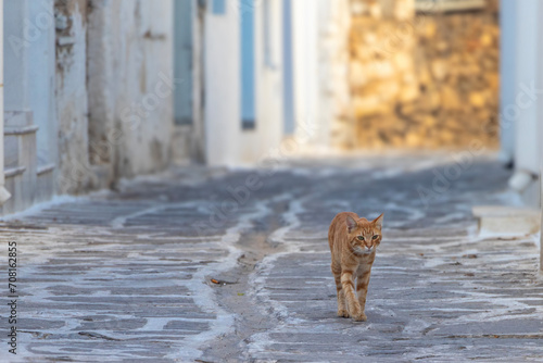 Feral cat on an Greek island