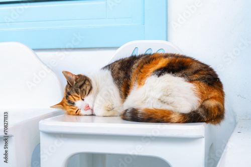 Cat sleeping on a chair at the Greek taverna