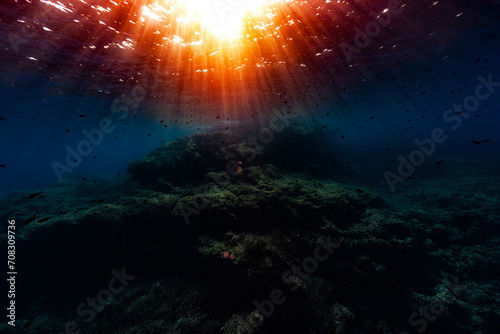 minorca underwater scenery mediterranean fish oblada jellyfish coris julis donzella movement nursery moss plant rock cave love form formation