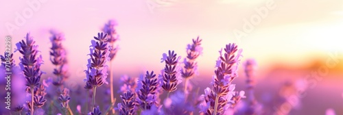 Aromatherapy Sale Banner Featuring Soft-Focused Flowers and the Benefits of Harvesting and Using this Frag