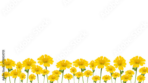 yellow zinnia flowers, isolated on transparent background, bottom background.