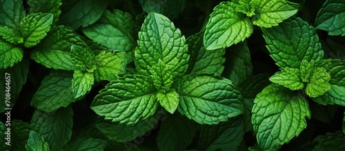 Mint leaves. Herbs for tea and healing.