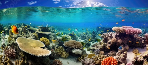 Biodiversity in Bora-Bora's coral reef.