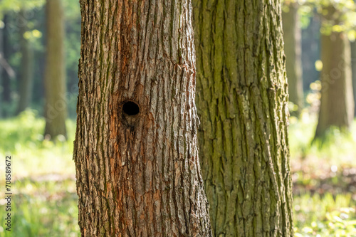 mała okrągła dziupla w drzewie w lesie