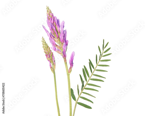 Milkvetch plant with flowers and leaves isolated on white, Astragalus onobrychis