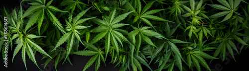 Raw flower plant herbal medicnie canabis leaves green marijuana banner background