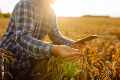 Smart farm. Agronomist in a field with a tablet checks the growth of the crop. New harvest concept. Concept ecology, outdoor nature, clean air, food. Natural production bio product.