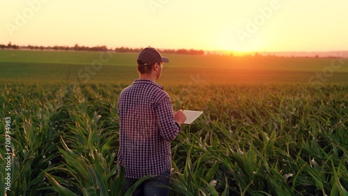 Farmer with computer tablet evaluates green corn sprouts in field at sunset. Businessman growing corn using tablet. Technology of modern agriculture, farmer working in field in agriculture. Cornfield