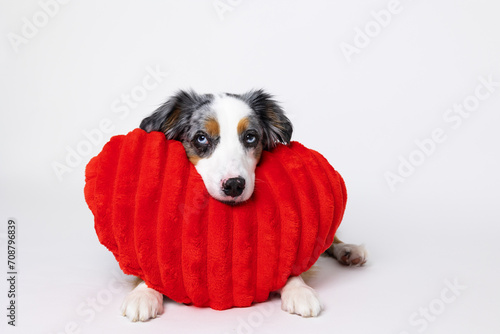Dog laying on heart shape red pillow. Love, Romance, Gifts, Valentines Day background and Concept.