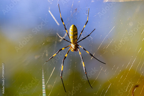 Wildlife - The Invasive Joro Spider at the Chattahoochee National Recreation Area in the Atlanta Metro