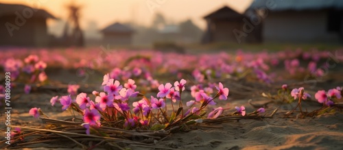 Tiny, colorful flowers bloom naturally in the floor of Bangladesh village fields during winter. They don't require planting and grow on their own in the paddy fields, thanks to nature's grace.