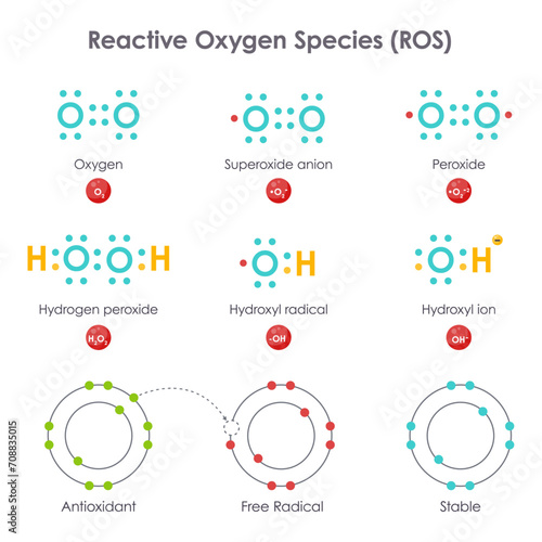Reactive Oxygen Species ROS biochemistry vector illustration diagram