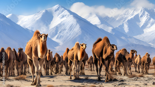 Herd of double hump camels in Nubra valley, ladakh