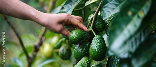 hand picking avocado fruit in garden