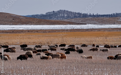 Russia. Krasnoyarsk Territory. A large herd of purebred cows returns home through a snow-covered agricultural field surrounded by steppe hills.
