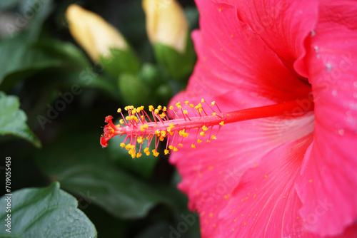 Staubgefäße von Hibiskus, pinkfarbene Blüte