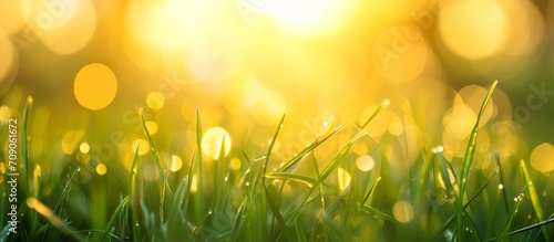 Close-up of Spring summer fresh grass with beautiful sunny sunset bokeh background