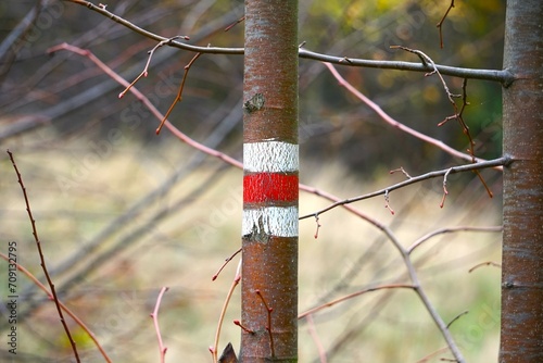 Oznaczenie szlaku namalowane na drzewie. Czerwony szlak wskazuje drogę dla pieszych wędrujących po lesie.
